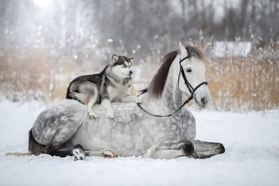 Grey Horse And Alaskan Malamute Builds A Unique Bond