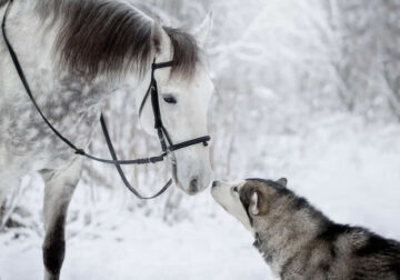 Grey Horse And Alaskan Malamute Builds A Unique Bond