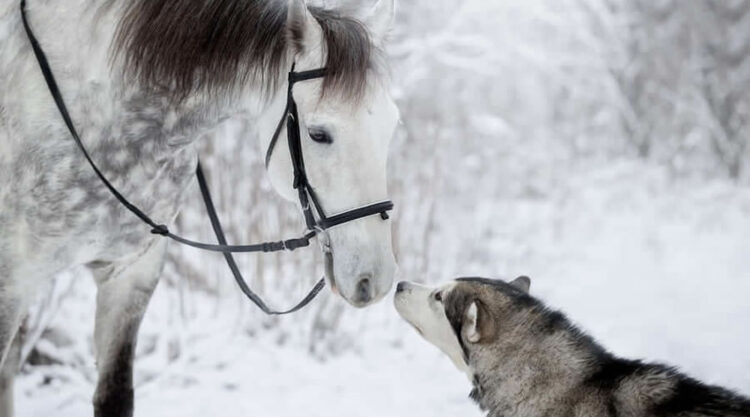 Grey Horse And Alaskan Malamute Builds A Unique Bond