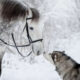 Grey Horse And Alaskan Malamute Builds A Unique Bond