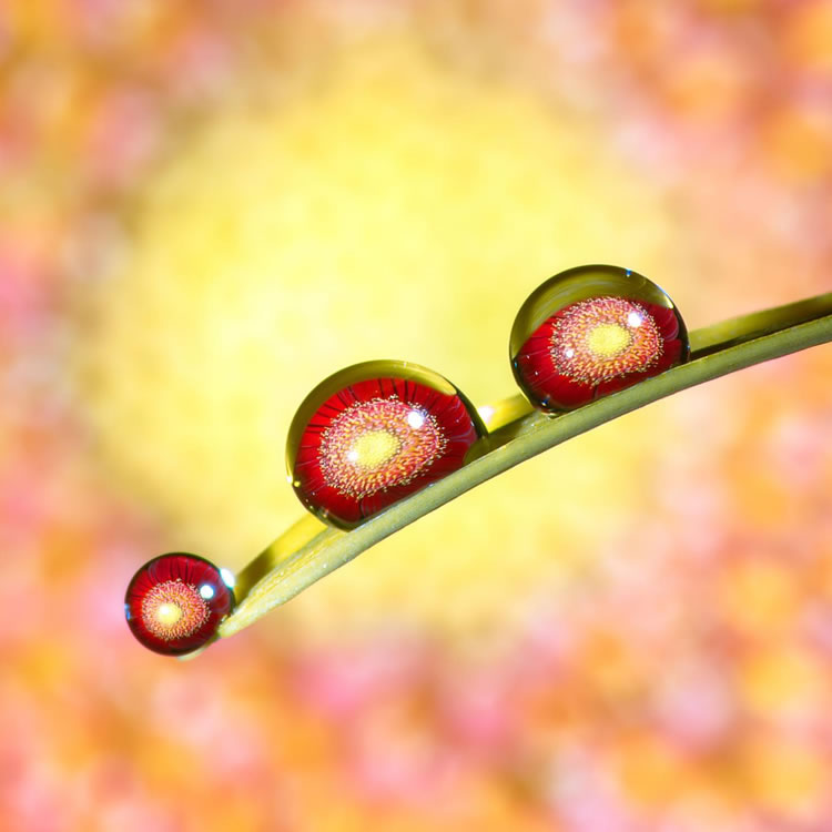 Water Droplets Macro Photography By Don Komarechka