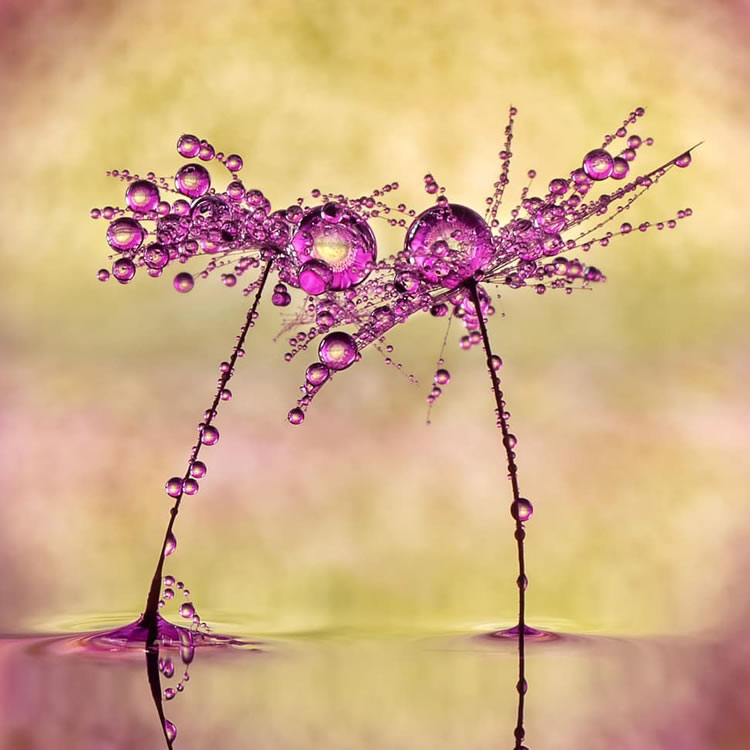 Water Droplets Macro Photography By Don Komarechka