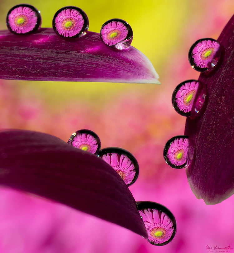 Water Droplets Macro Photography By Don Komarechka