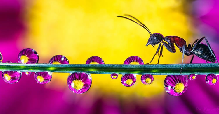 Water Droplets Macro Photography By Don Komarechka