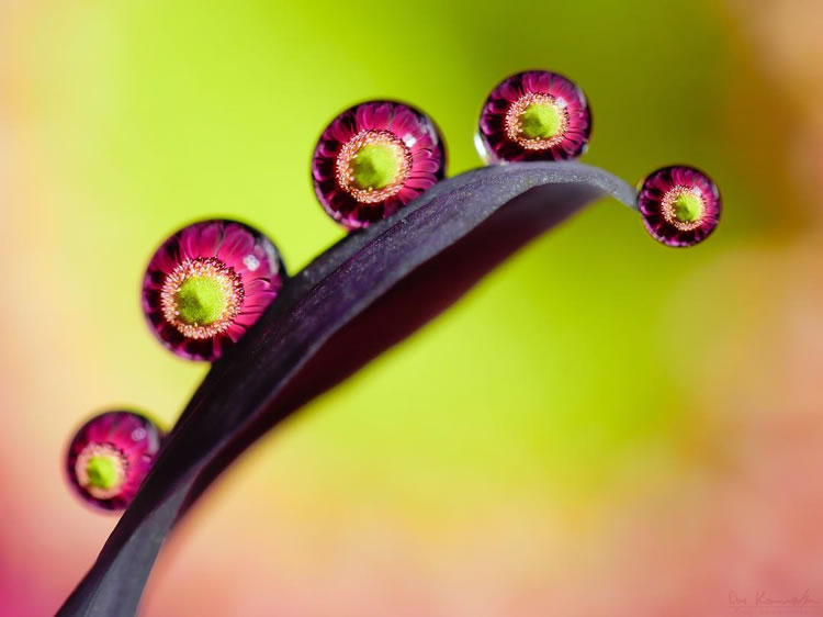 Water Droplets Macro Photography By Don Komarechka