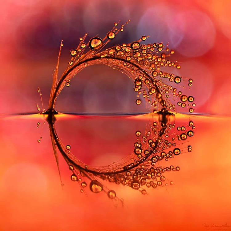 Water Droplets Macro Photography By Don Komarechka