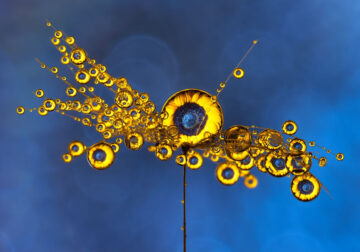 Water Droplets Macro Photography By Don Komarechka