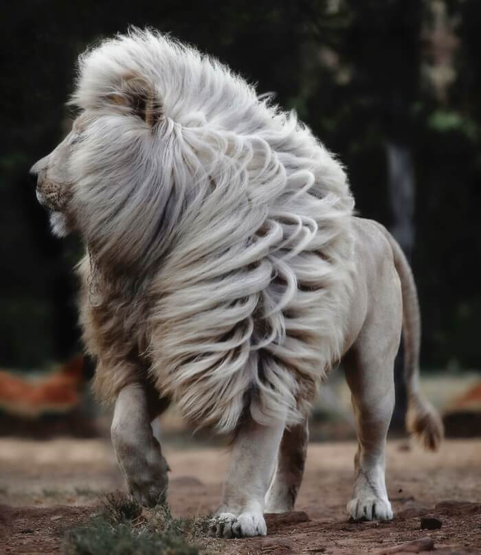 White Lion Photos by Simon Needham