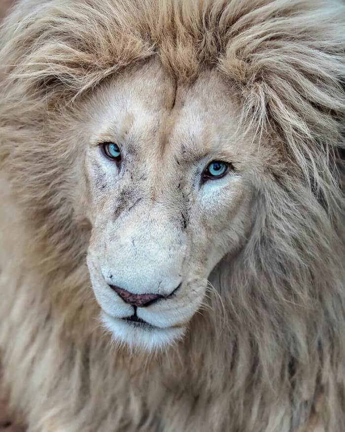 White Lion Photos by Simon Needham