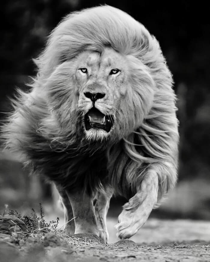 White Lion Photos by Simon Needham