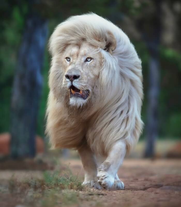 White Lion Photos by Simon Needham