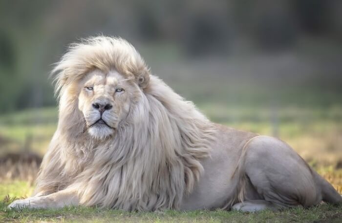 White Lion Photos by Simon Needham