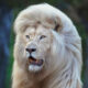 White Lion Photos by Simon Needham