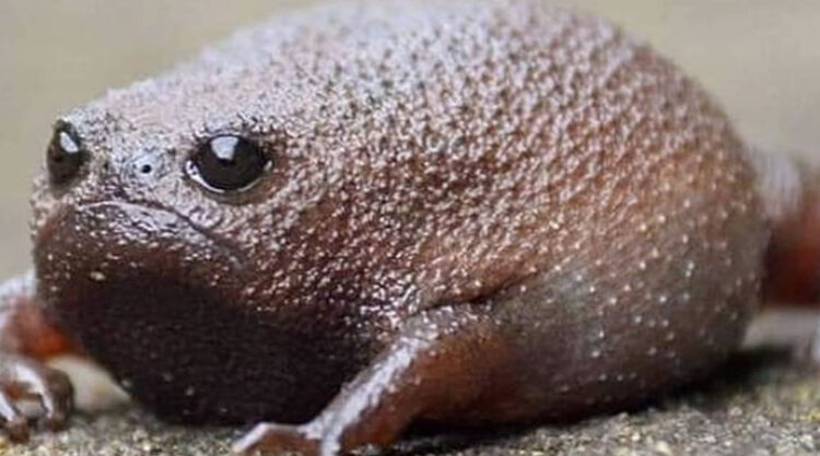 African Black Rain Frogs