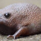 African Black Rain Frogs