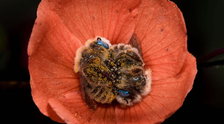 Photographer Joe Neely Captured Beautiful Photo Of Two Bees Sleeping In A Flower