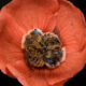 Photographer Joe Neely Captured Beautiful Photo Of Two Bees Sleeping In A Flower