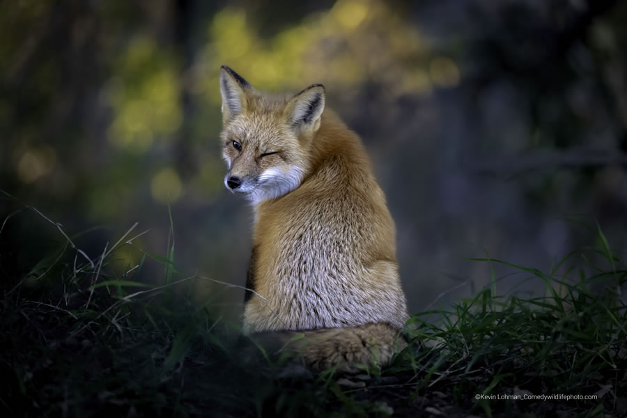 Best Photos From Comedy Wildlife Photography Awards