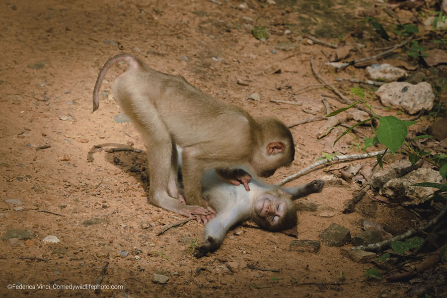 2022 Comedy Wildlife Photography Finalists