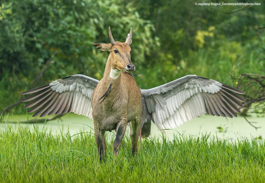 2022 Comedy Wildlife Photography Finalists