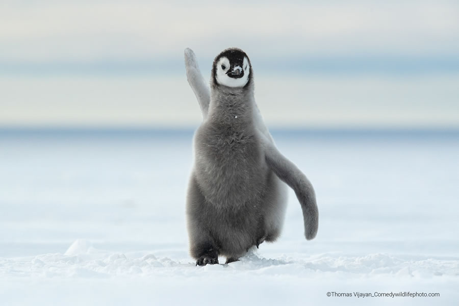 2022 Comedy Wildlife Photography Finalists