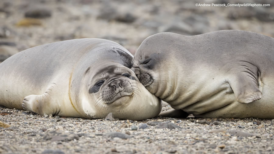 Best Photos From Comedy Wildlife Photography Awards