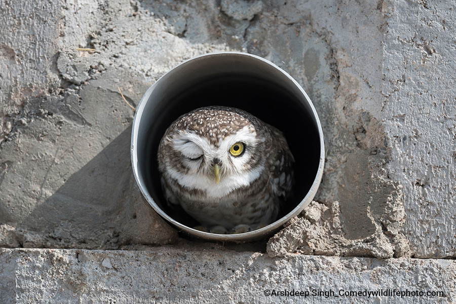 2022 Comedy Wildlife Photography Finalists