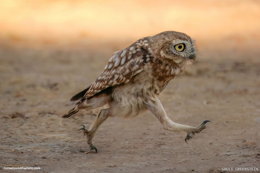 Best Photos From Comedy Wildlife Photography Awards