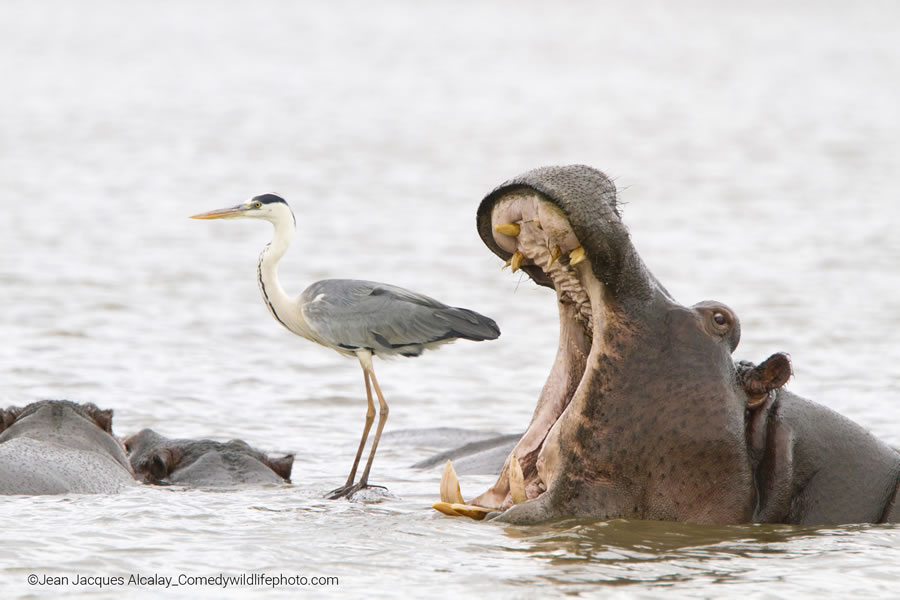 2022 Comedy Wildlife Photography Finalists