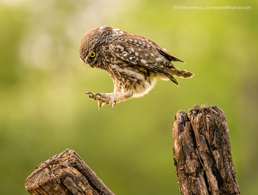 Best Photos From Comedy Wildlife Photography Awards