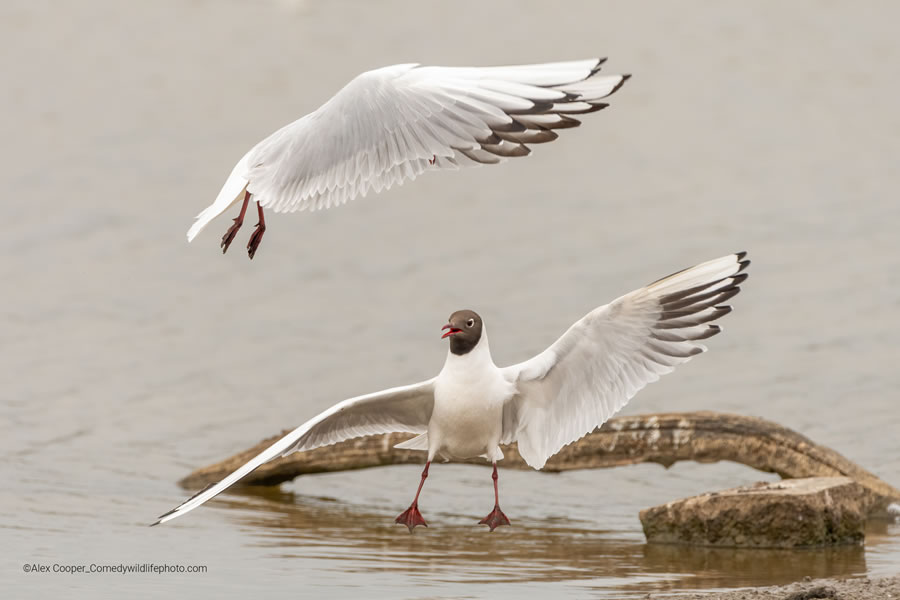 2022 Comedy Wildlife Photography Finalists