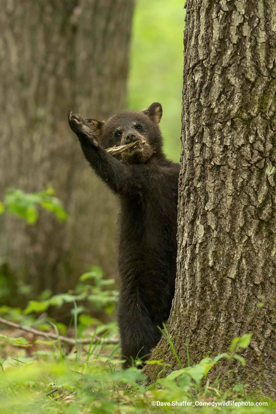 2022 Comedy Wildlife Photography Finalists