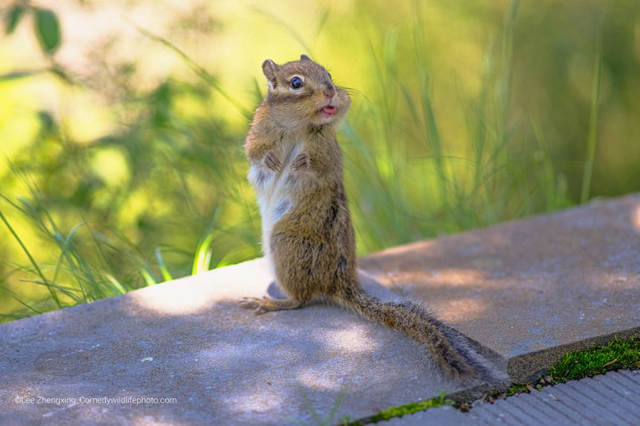 2022 Comedy Wildlife Photography Finalists