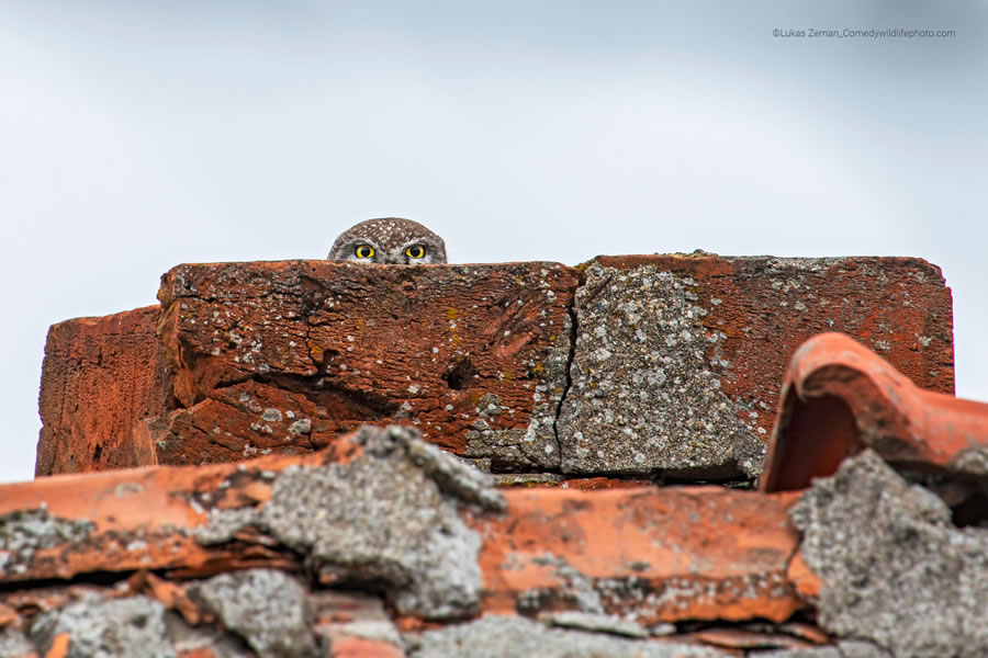 2022 Comedy Wildlife Photography Finalists