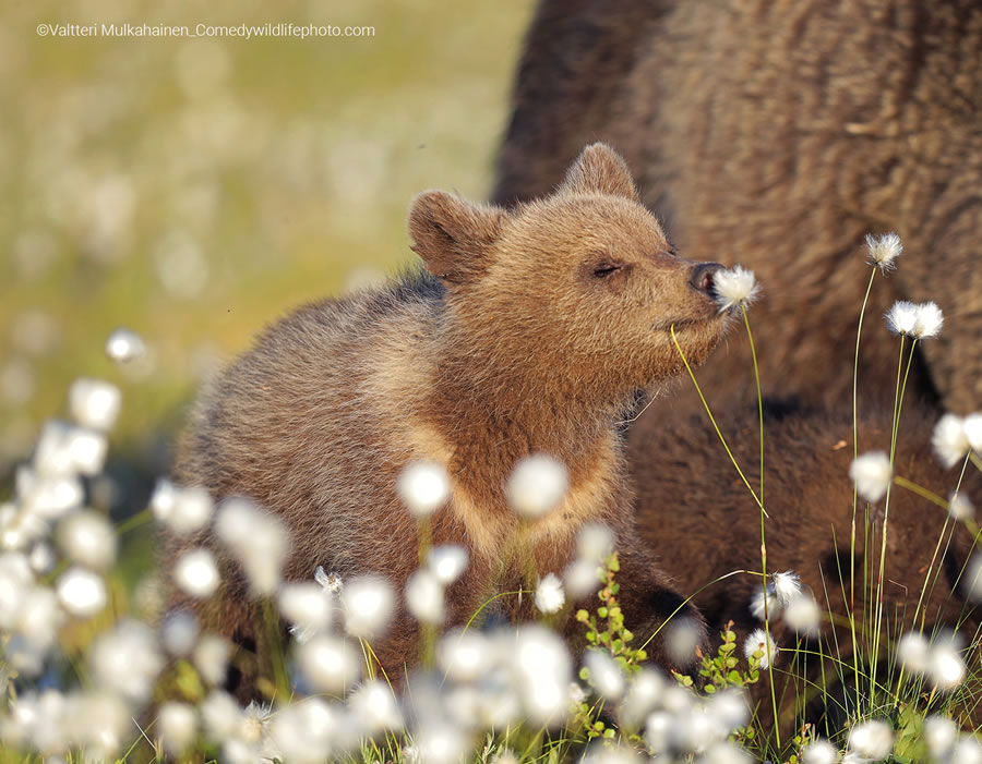 2022 Comedy Wildlife Photography Finalists