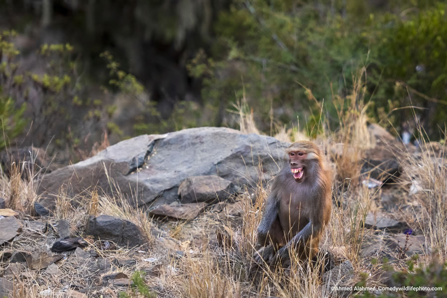 2022 Comedy Wildlife Photography Finalists