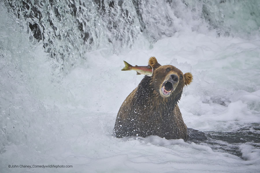 2022 Comedy Wildlife Photography Finalists