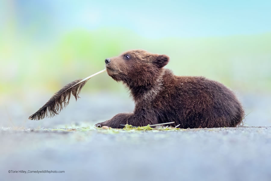 2022 Comedy Wildlife Photography Finalists