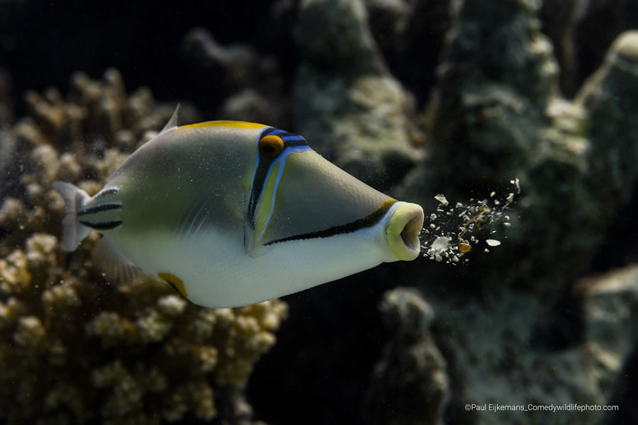 2022 Comedy Wildlife Photography Finalists