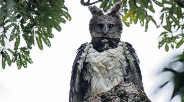 Harpy Eagle