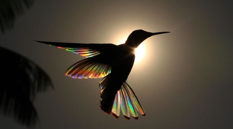 Hummingbird Wings Rainbow Light by Christian Spencer