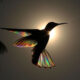 Hummingbird Wings Rainbow Light by Christian Spencer