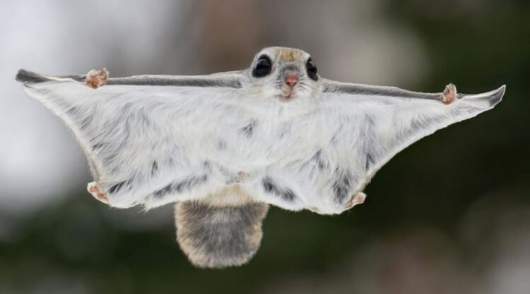 Japanese Dwarf Flying Squirrels