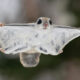 Japanese Dwarf Flying Squirrels