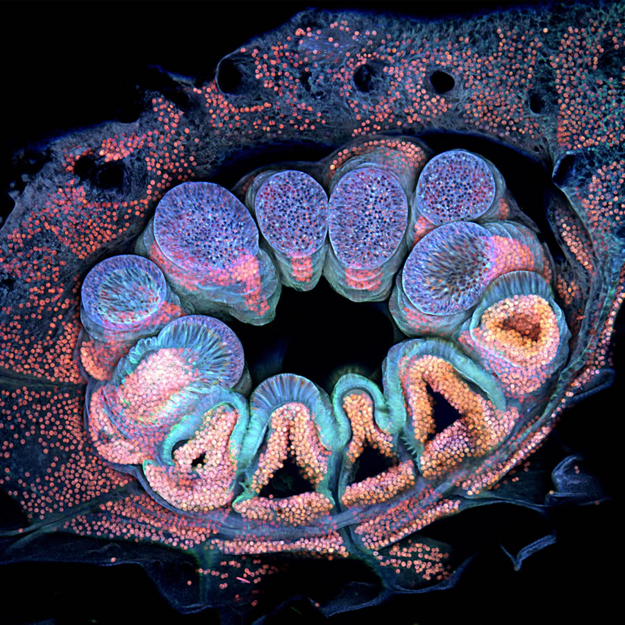 Nikon Small World Photomicrography