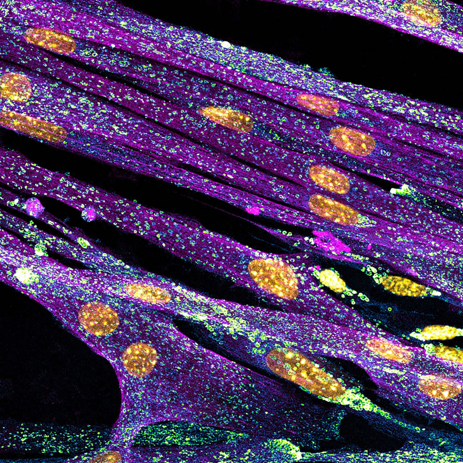 Nikon Small World Photomicrography