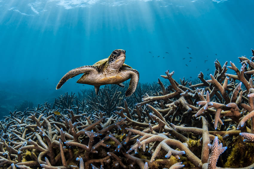 Ocean Photography Awards 2022