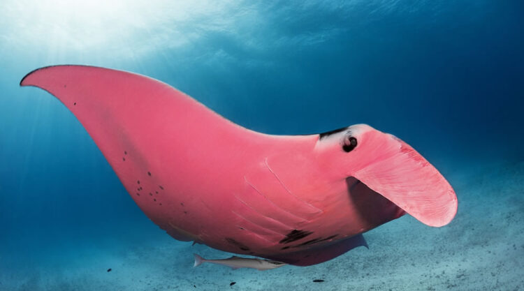 Pink Manta Ray Photos