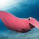 Pink Manta Ray Photos