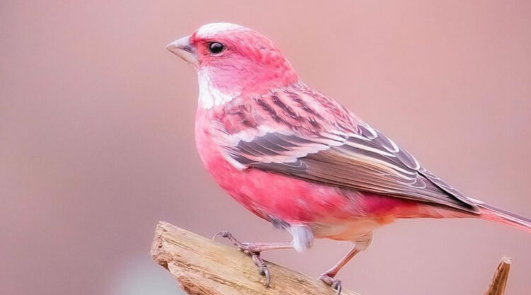 Pink-browed Rosefinch Bird